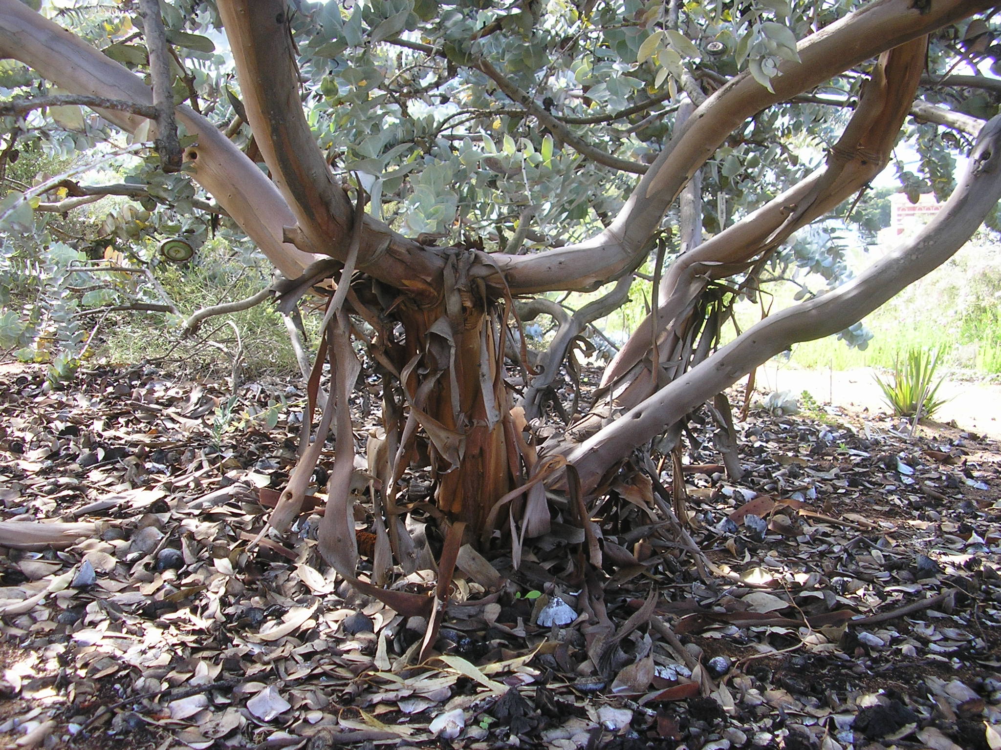 Why do trees shed bark? Tree Maintenance Ltd.