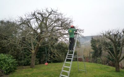 The Fine Art of Pruning an Apple Tree