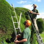 Tree Maintenance Ltd. clipping the famous Painswick Yew Trees