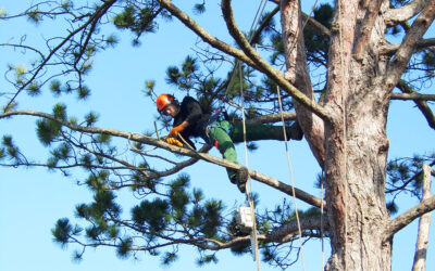 Tree Surgeons – Training, Qualifications, Experience and Who to Choose