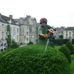 Rob (AKA Birt) trims the top of a Yew
