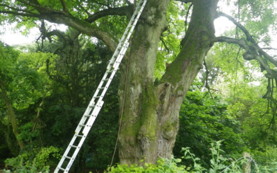 Back to school for the tree surgeons at Hatherop Castle