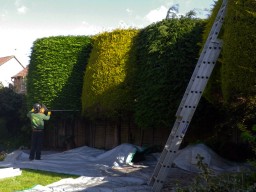 Hedge trimming & shaping