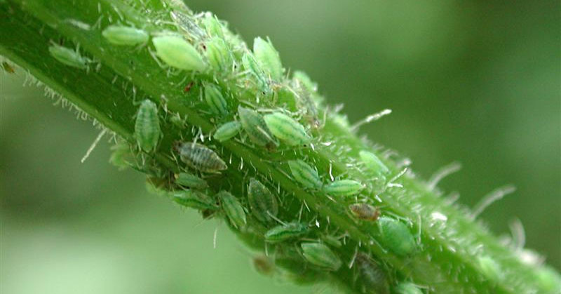 Aphids tend to attack new shoots