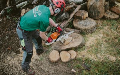 An Overview of Tree Surgery and the Equipment Required